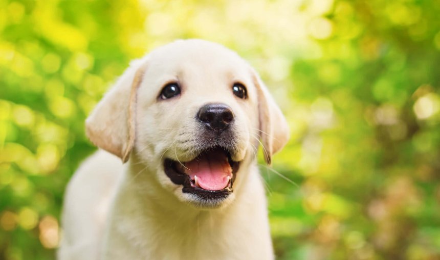 chiot blanc souriant au photographe dans la nature