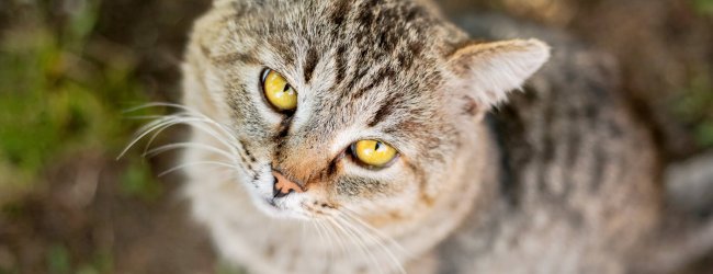 Getigerte Katze mit Demenz blickt nach oben in die Kamera