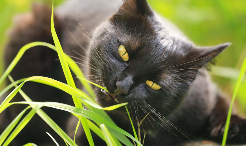 black cat eating grass