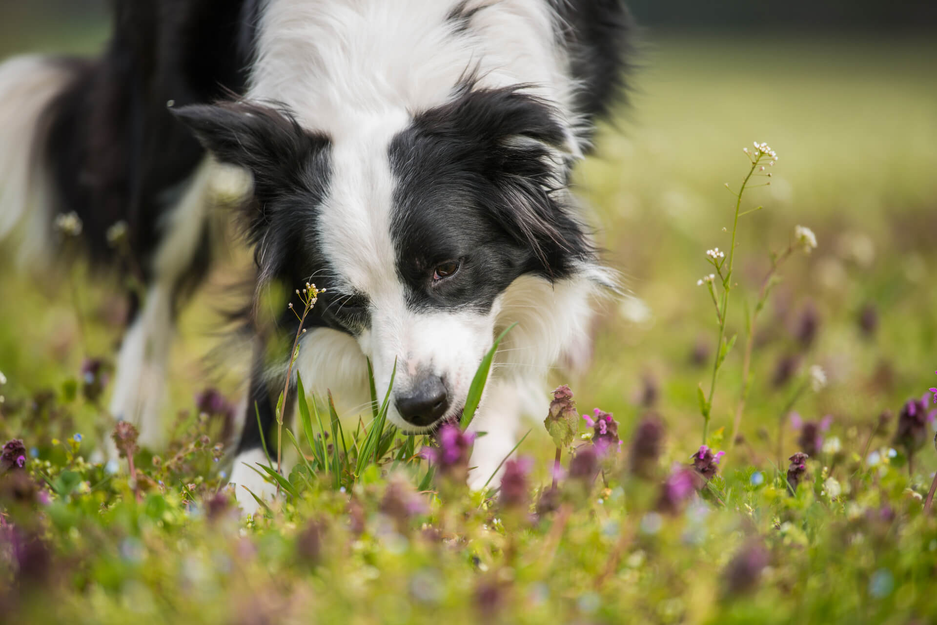 white and black border collie dog eating grass