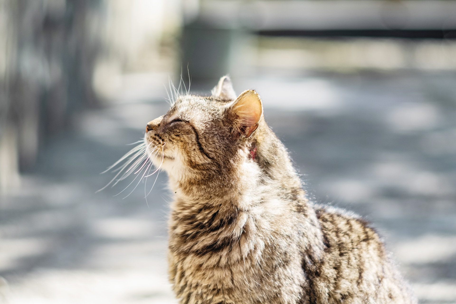 brown old cat with injury on neck - cat dementia and other illnesses