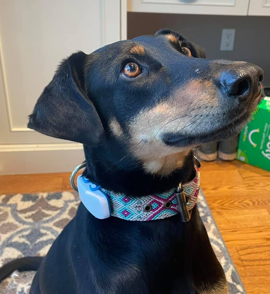 DIBS rescue dog wearing Tractive GPS dog tracker on collar