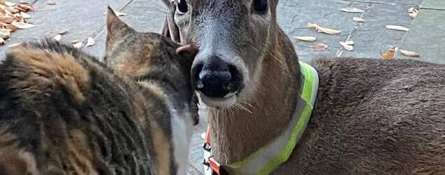 Buckaroo the rescue fawn with his cat and dog friends