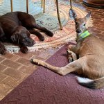 buckaroo the rescue deer fawn sitting on the floor with her dog friend