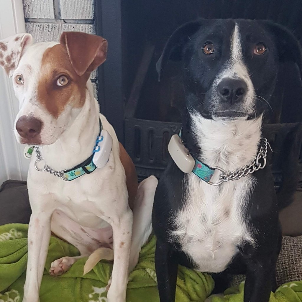 two DIBS rescue dogs wearing Tractive GPS dog trackers