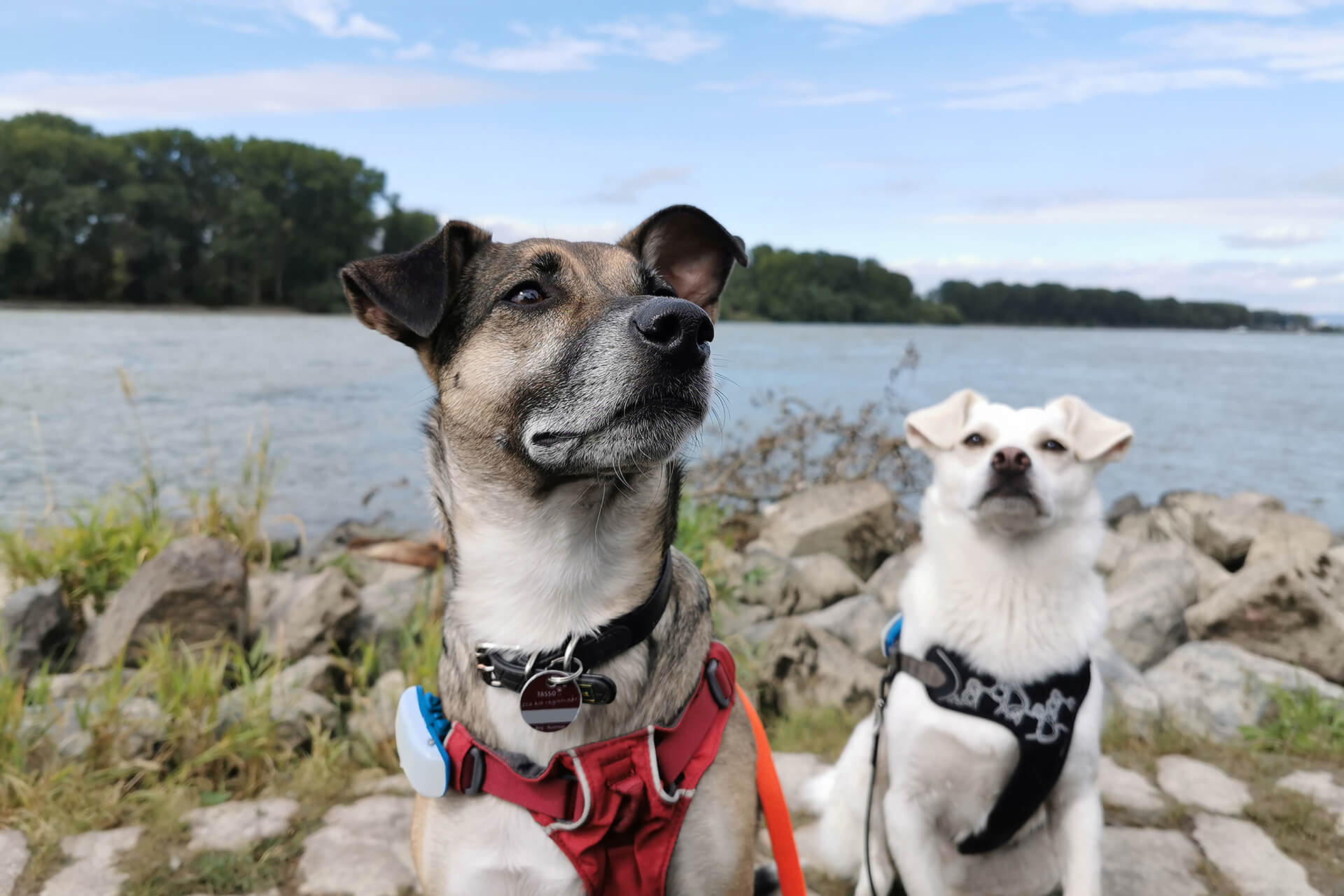 Två hundar med Tractive GPS på sina hundselar