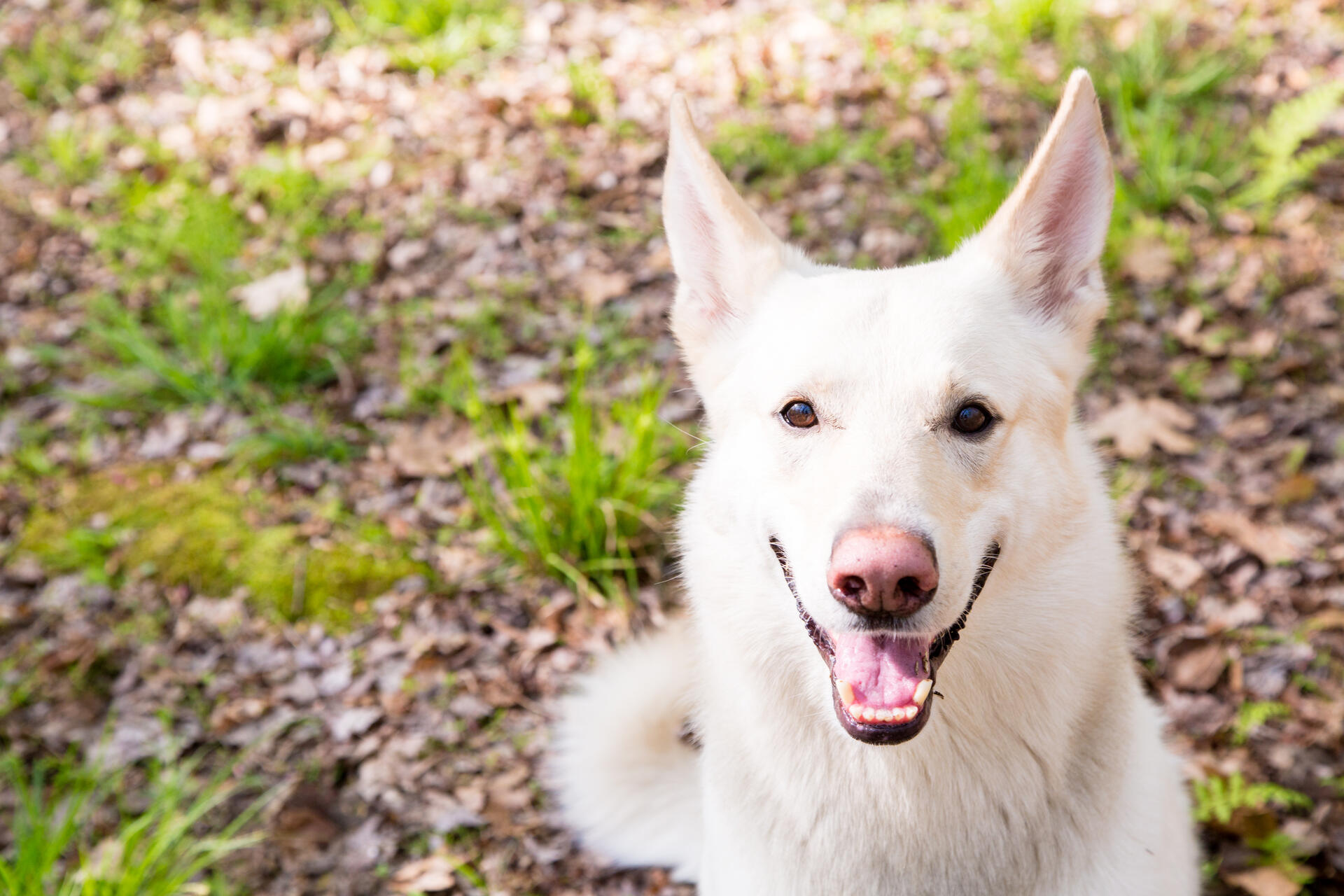 Opie the White Shepherd sitting outdoors