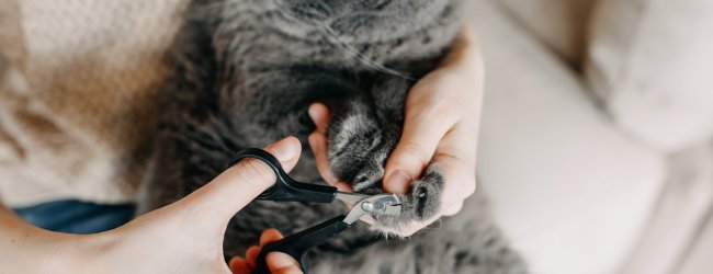 Krallen werden bei grauer Katze geschnitten