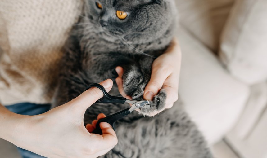 person holding grey cat trimming cat nails