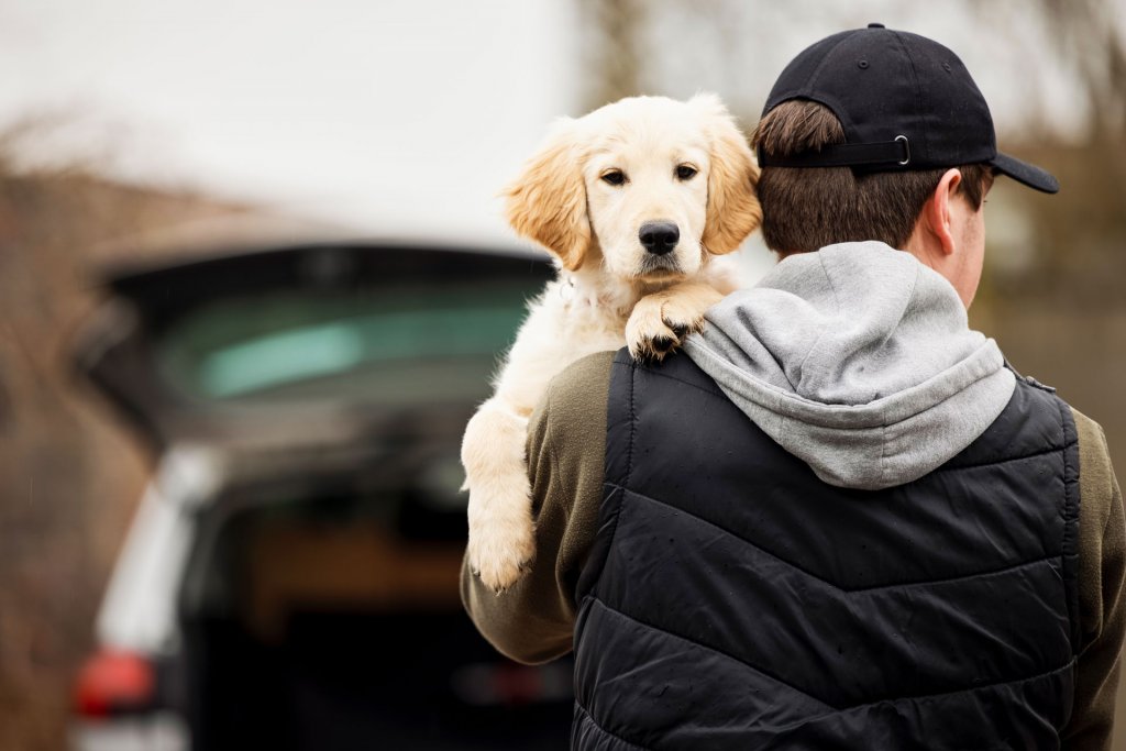 dog thief holding golden retriever dog