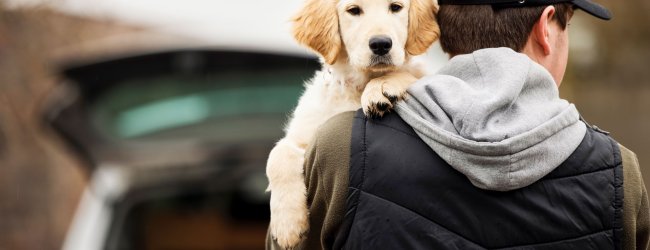 dog thief holding golden retriever dog