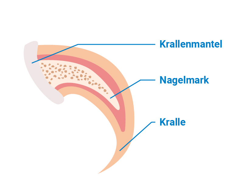 Abbildung der verschiedenen Teile der Katzenkralle