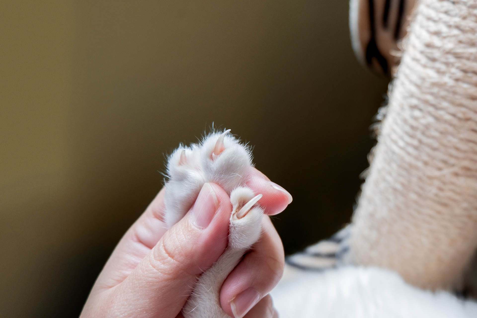 Frau drückt Katzenpfote, um die Krallen freizulegen