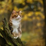 An outdoor cat sitting on a tree