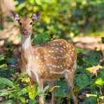 A deer in a forest