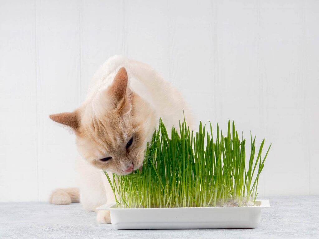 Katze frisst Gras