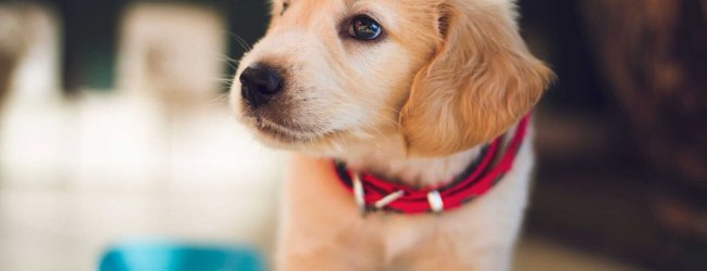 chiot labrador portant un collier rouge devant une gamelle