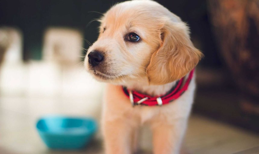 chiot labrador portant un collier rouge devant une gamelle