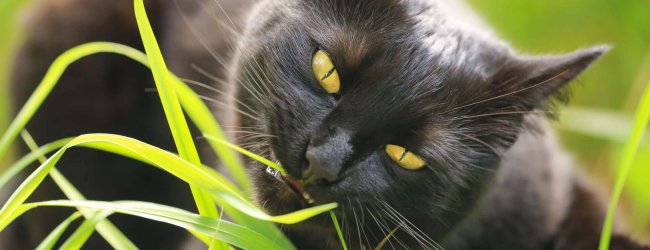 schwarze katze frisst gras