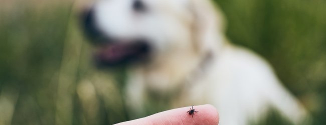 A woman examining a tick from a dog's fur