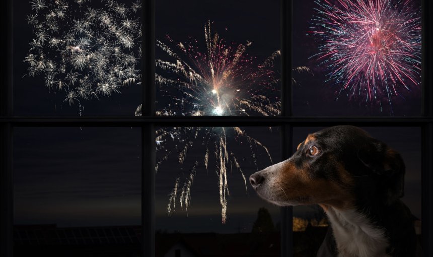 A dog sitting indoors with fireworks outside