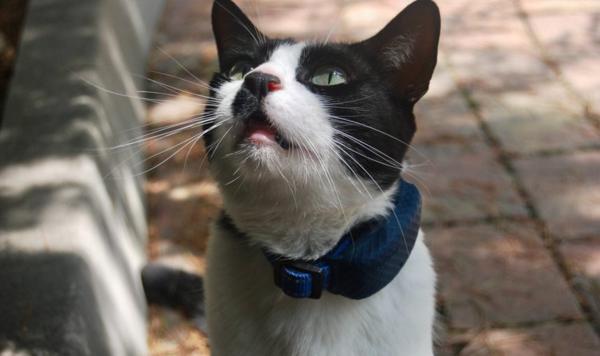 A cat wearing a Tractive GPS collar sitting outdoors