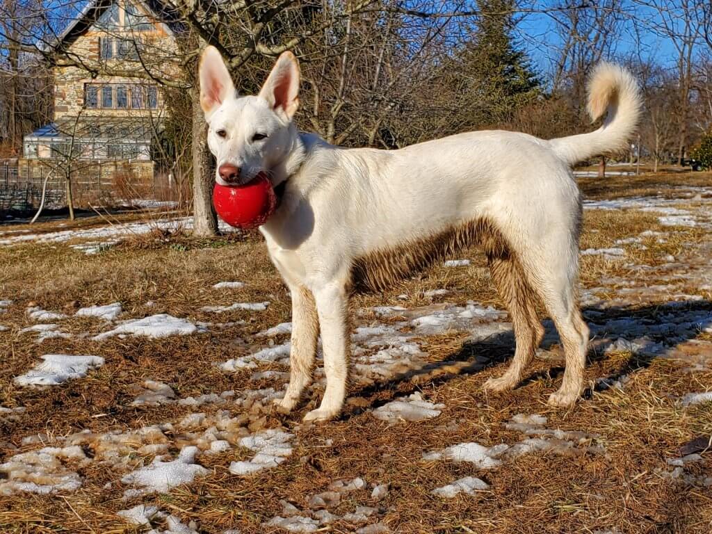 Opie le berger blanc devant chez lui avec une balle rouge dans la geule, plein de boue