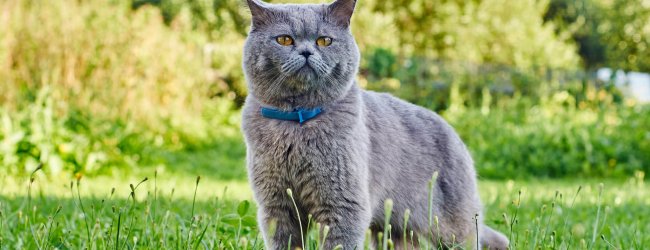 Graue Katze mit blauem Halsband in der Wiese