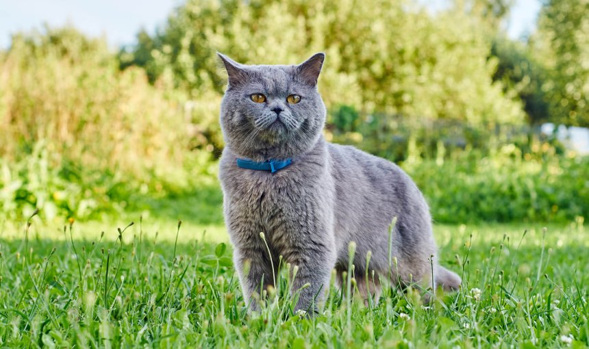 Graue Katze mit blauem Halsband in der Wiese