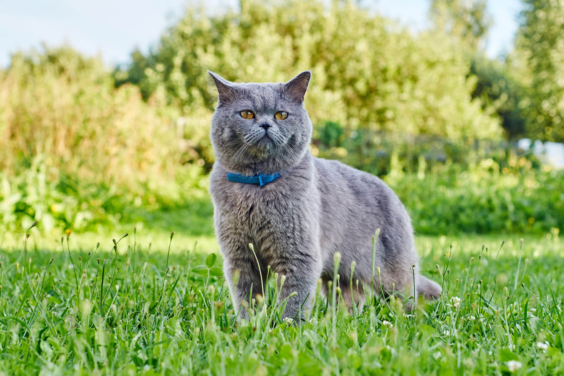 grey cat wearing blue collar outside in grass