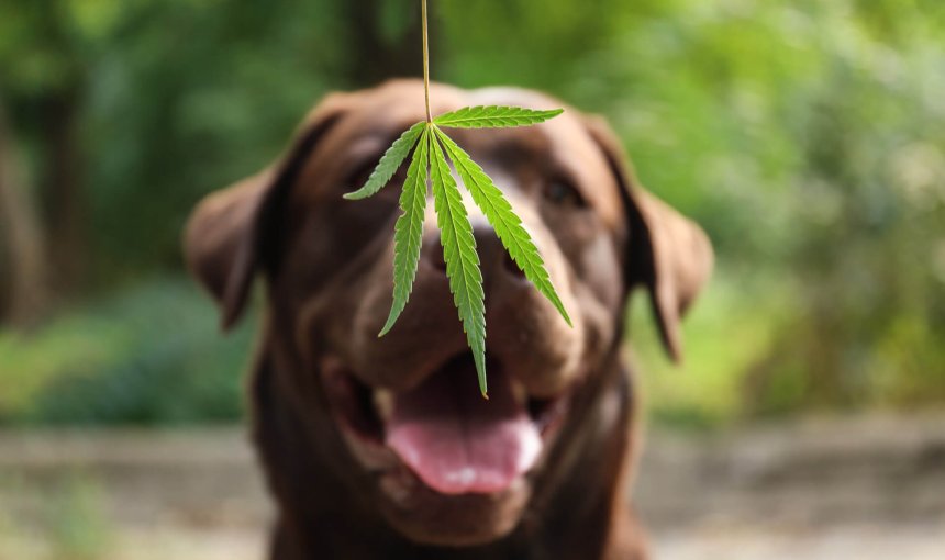 brown dog and cbd hemp leaf