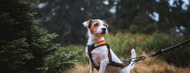 A white dog wearing a harness outdoors