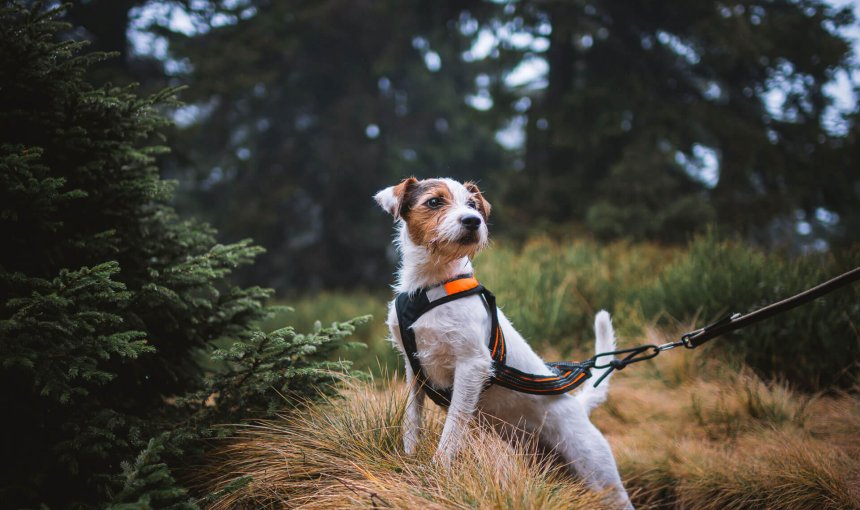 A white dog wearing a harness outdoors