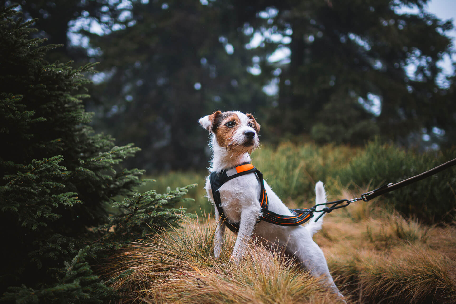 A white dog wearing a harness outdoors