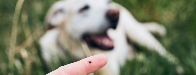 Zecke krabbelt auf Finger einer Frau, Hund liegt im Hintergrund