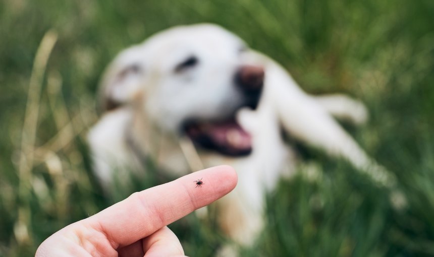 Zecke krabbelt auf Finger einer Frau, Hund liegt im Hintergrund