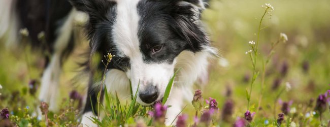 chien blanc et noir qui mange de l'herbe