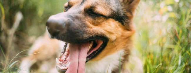 chien couché dans l'herbe avec la langue sortie en été