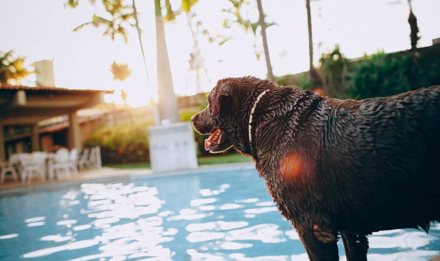 black dog standing by swimming pool