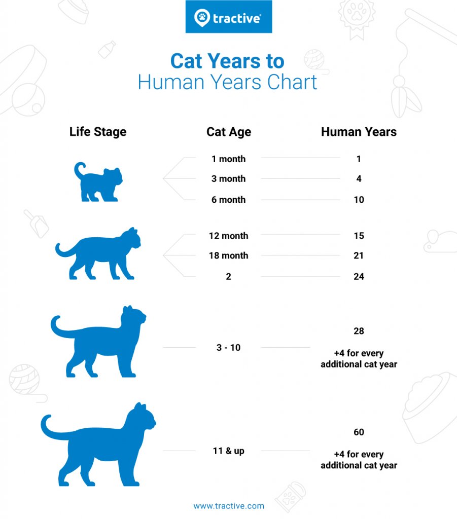 convert cat years to human years: cat years chart