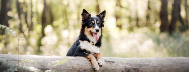 chien noir et blanc s'appuyant sur un tronc d'arbre couché en forêt