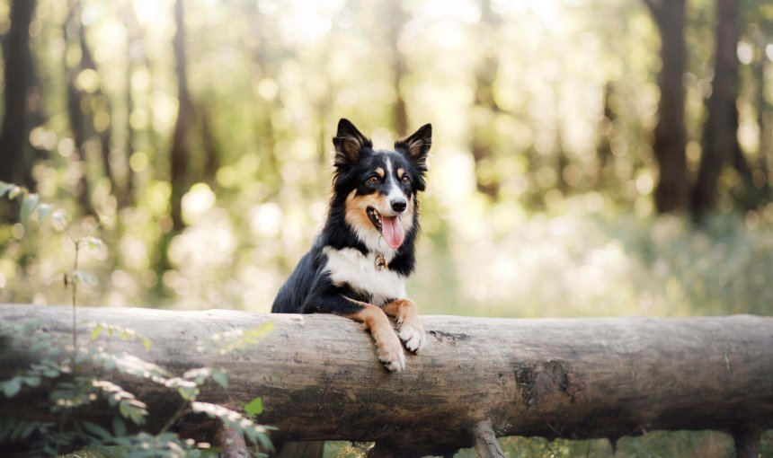 chien noir et blanc s'appuyant sur un tronc d'arbre couché en forêt