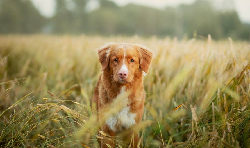 brown and white dog standing in field of grass awns