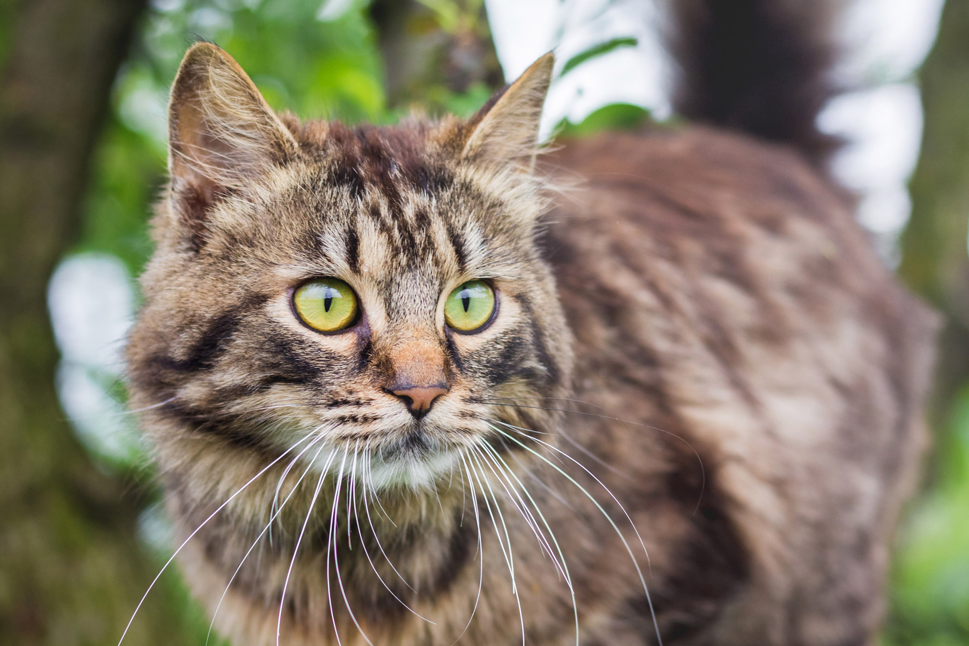 Ältere, braune Katze