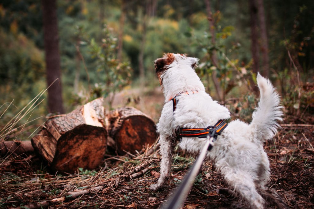 Kleiner, weiß-brauner Hund mit Hundegeschirr und Leine im Wald