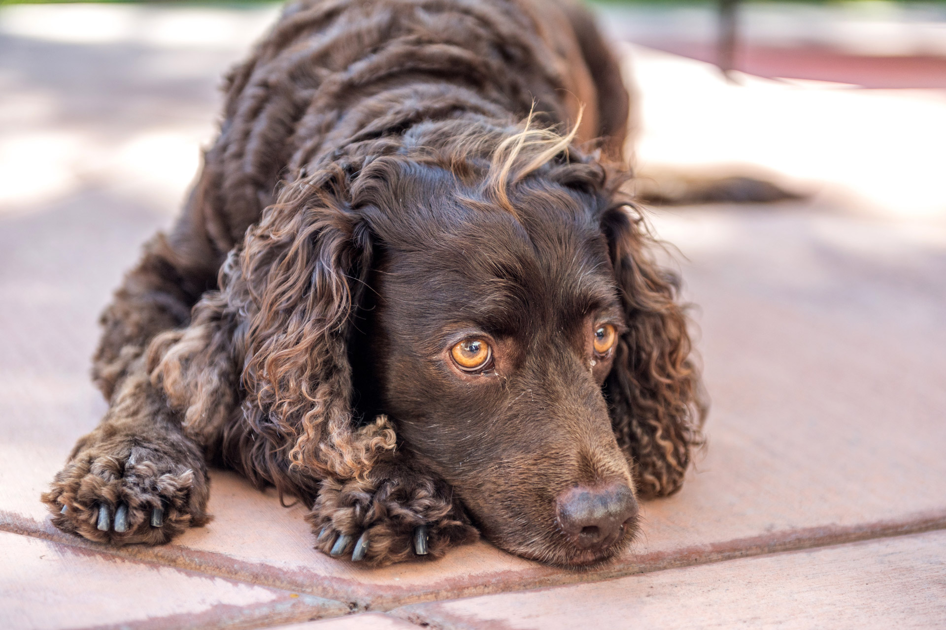 Amerikanischer Wasserspaniel