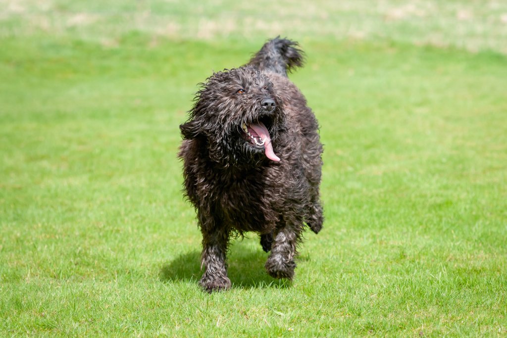 barbet dog running outside