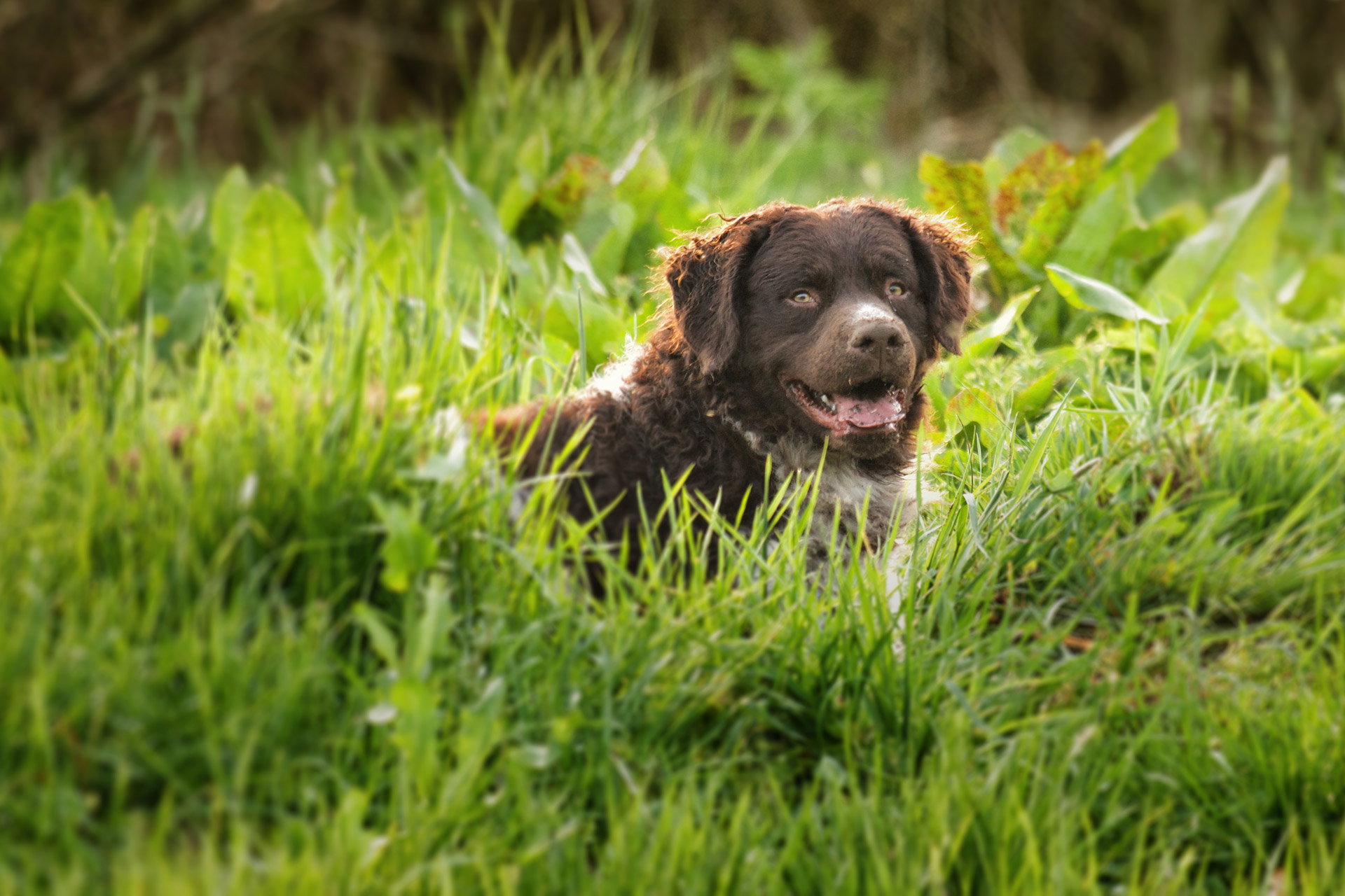 Curly-Coated Retriever im Gras liegend