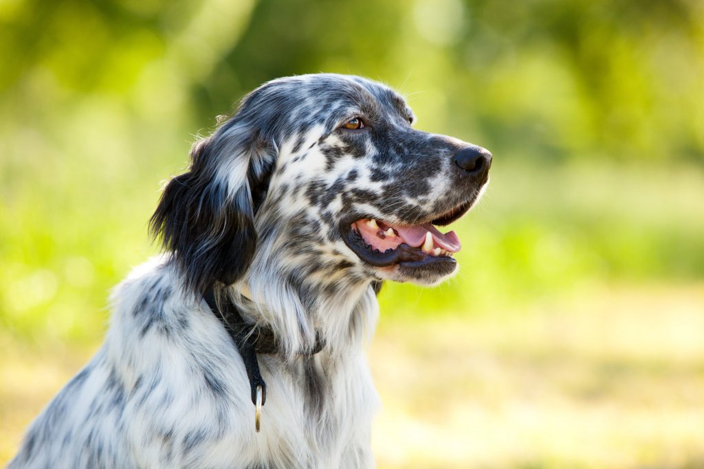 English Setter dog