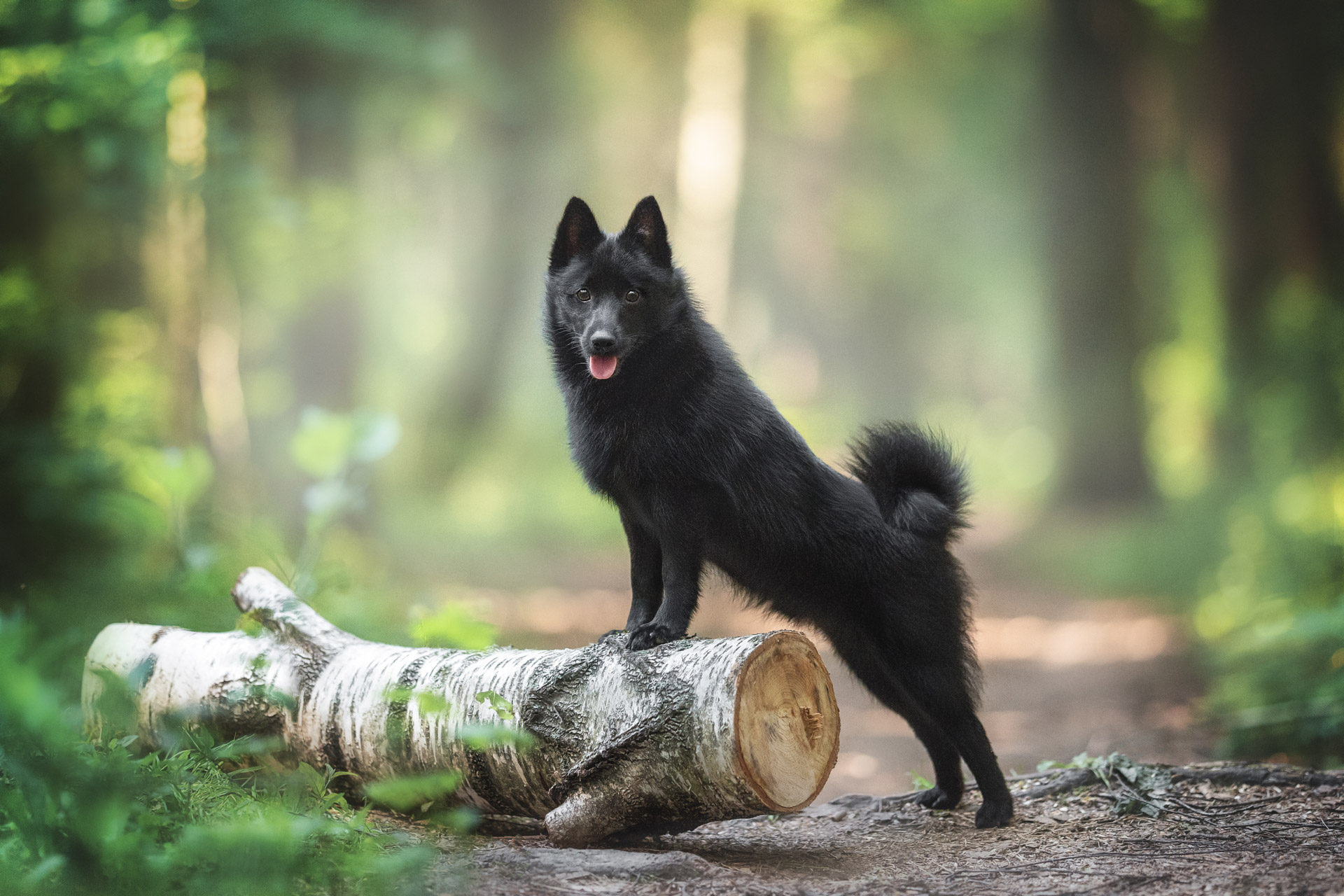 Schipperke im Wald steht mit Vorderpfoten auf Baumstamm